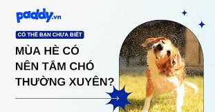 Bao lâu nên tắm cho chó một lần?