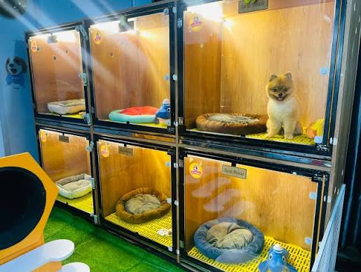 Gửi thú cưng Hotel qua đêm cần chuẩn bị những gì?