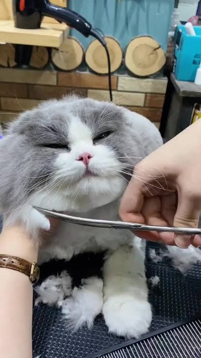 Chăm sóc thú cưng